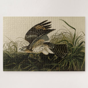 Puzzle Halcón de invierno, los pájaros de América de John
