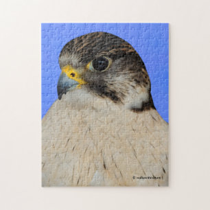 Puzzle Halcón Híbrido Gyrfalcon Saker
