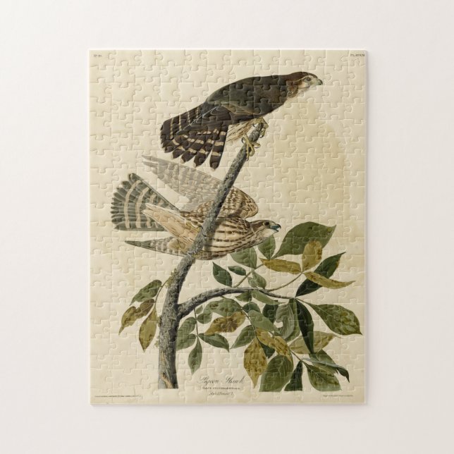 Puzzle Halcón pichón (Merlin) - Aves de América de Audubo (Vertical)