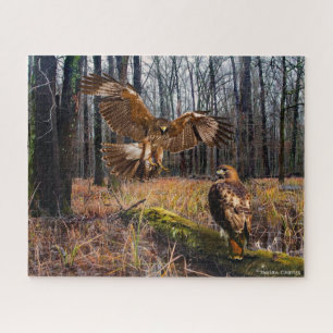 Puzzle "Halcones de cola roja"