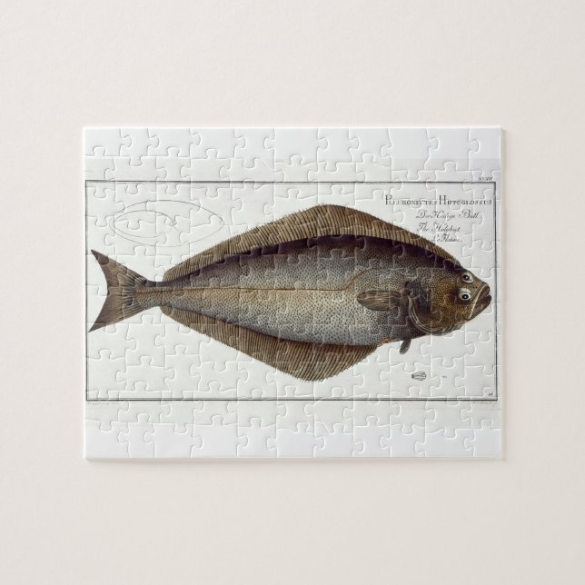 Puzzle Halibut (Pleuronectas Hippoglossus) placa XLVII pa (Horizontal)