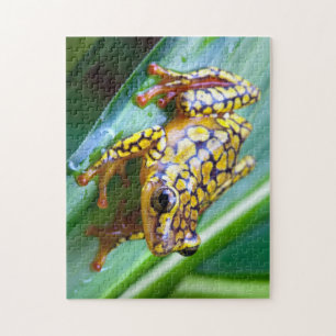 Puzzle Harlequin Poison Dart Frog