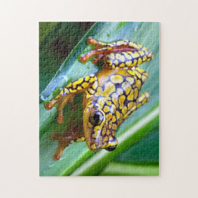 Puzzle Harlequin Poison Dart Frog (Vertical)