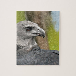 Puzzle Harpy Eagle 1.JPG