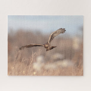 Puzzle Harrier septentrional