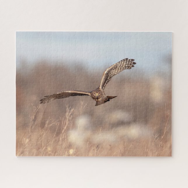 Puzzle Harrier septentrional (Horizontal)