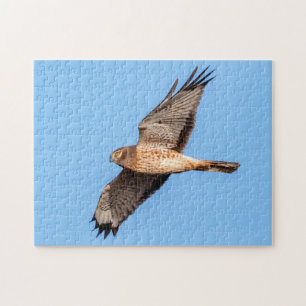 Puzzle Harrier septentrional en vuelo