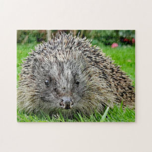 Puzzle Hedgehog