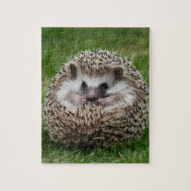 Hedgehog