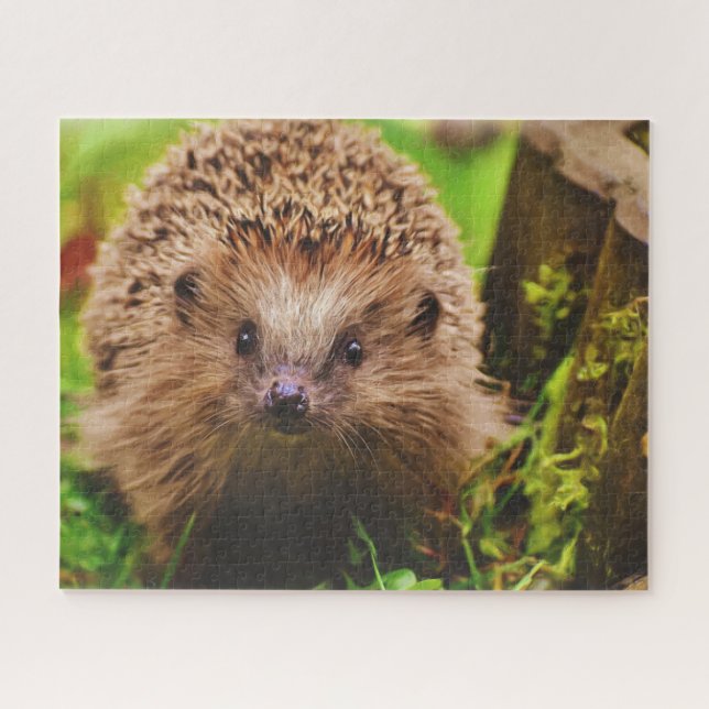 Puzzle Hedgehog Curiously Exploring (Horizontal)