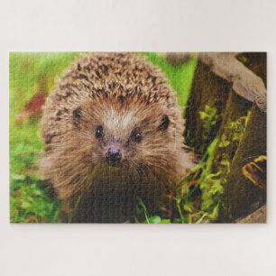 Puzzle Hedgehog Explorando Curiosamente
