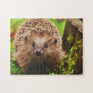 Puzzle Hedgehog Explorando Curiosamente