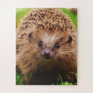 Puzzle Hedgehog explorando curiosamente la naturaleza