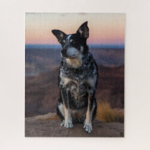 Heeler de perro de ganado australiano - Sunset -