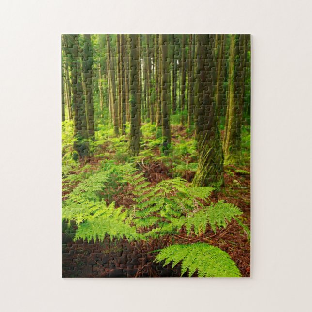Puzzle Helechos en el bosque (Vertical)
