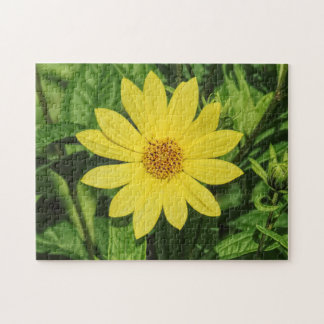 Puzzle Helianthus 'Lemon Queen' Sunflower