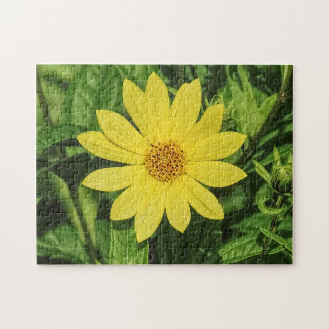 Puzzle Helianthus 'Lemon Queen' Sunflower (Horizontal)