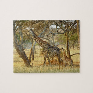 Puzzle Hembra adulta y jirafa joven, Giraffa