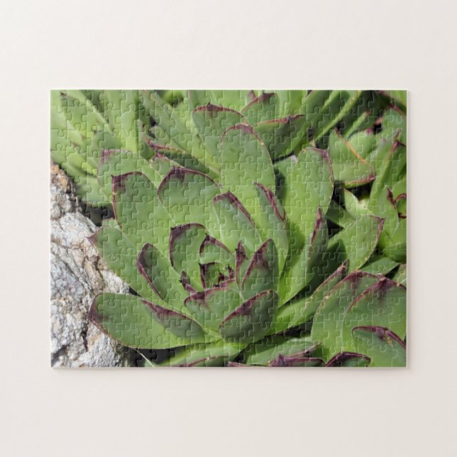Puzzle Hens And Chicks Garden Suculenta La Naturaleza (Horizontal)