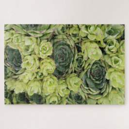 Puzzle Hens & Chicks Suculentas Plantas