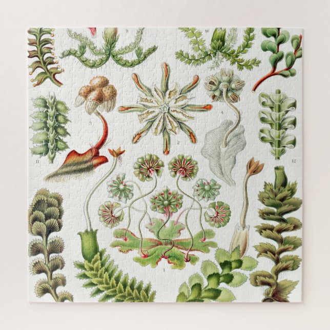 Puzzle Hepaticae Lebermoose por Ernst Haeckel (Vertical)