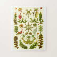 Hepáticas de Ernst Haeckel