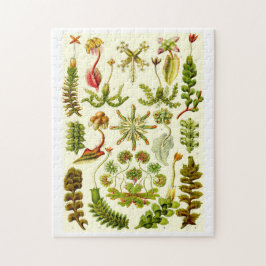 Puzzle Hepáticas de Ernst Haeckel