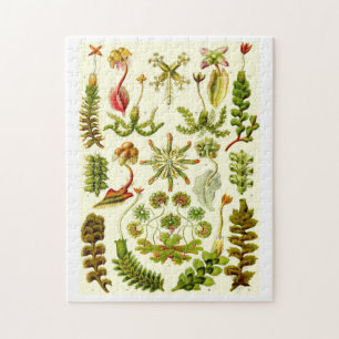 Puzzle Hepáticas de Ernst Haeckel