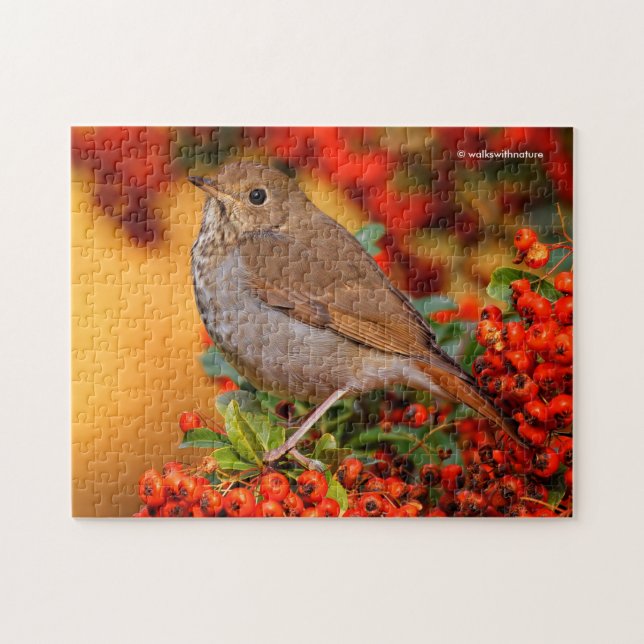 Puzzle Hermit Thrush Songbird en el Fuego de Escarlata (Horizontal)