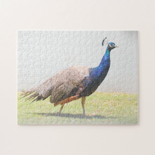 Puzzle Hermosa ave pavo real (Horizontal)