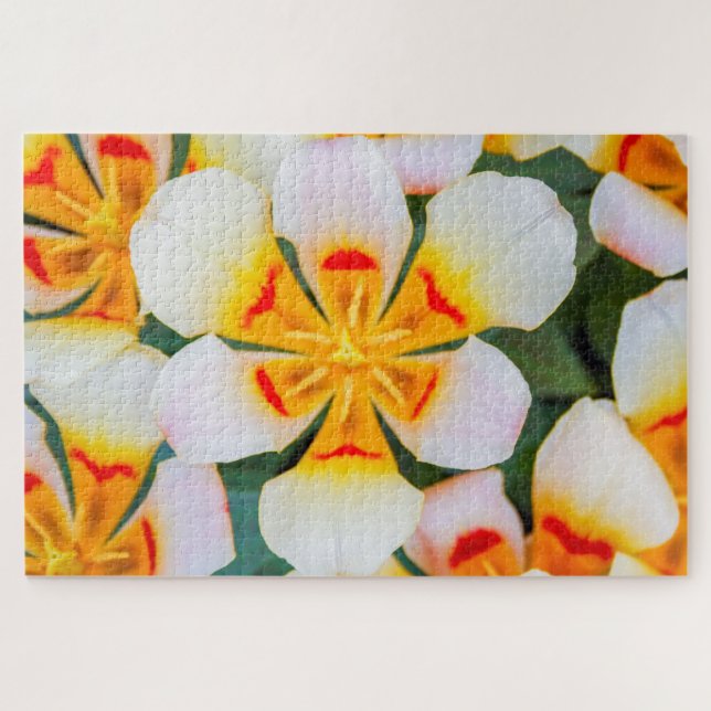 Puzzle Hermosa flor blanca, naranja y roja (Horizontal)