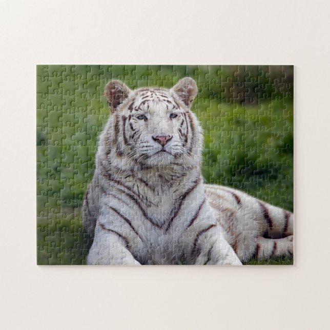 Puzzle Hermosa foto de tigre blanco (Horizontal)