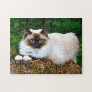 Puzzle Hermosa foto de un gato siamés