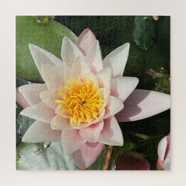Puzzle Hermosa Lily Creamy de Agua Rosa, Lotus Blossom (Vertical)