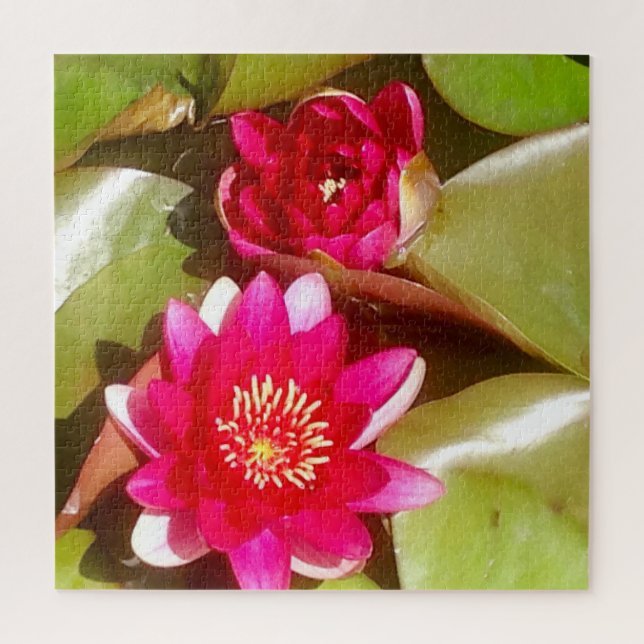 Puzzle Hermosa Lily de Agua Rosa Oscura, Lotus Blossom (Vertical)