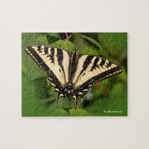 Puzzle Hermosa mariposa de cola cruda de tigre occidental