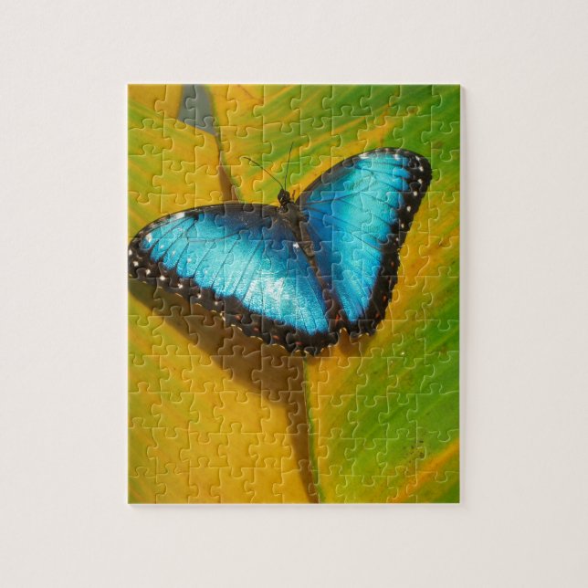 Puzzle Hermosa Mariposa Irisada (Vertical)
