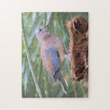 Hermosa paloma senegalesa en un árbol