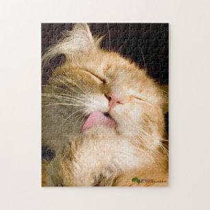 Puzzle Hermosa Preening Maine Coon Close Up Photography