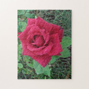 Puzzle Hermosa rosa roja con gotitas de lluvia