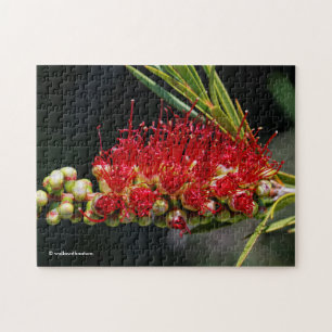 Puzzle Hermosas flores de limpiabotellas rojas