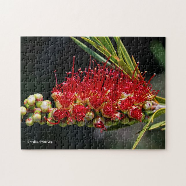 Puzzle Hermosas flores de limpiabotellas rojas (Horizontal)