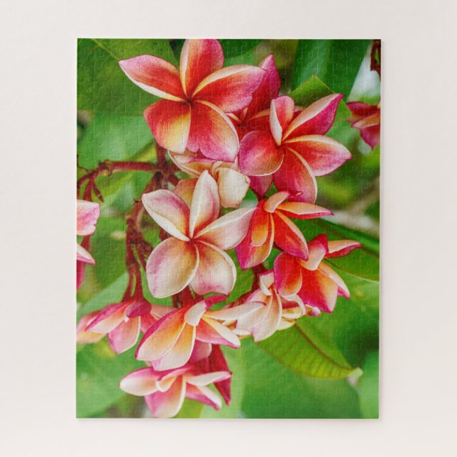 Puzzle Hermosas flores de Plumeria (Vertical)
