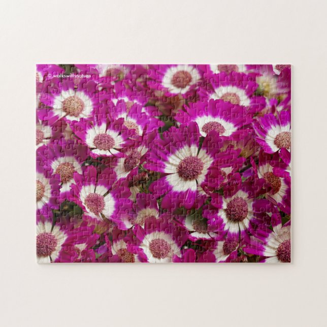 Puzzle Hermosas flores moradas de Cineraria (Horizontal)
