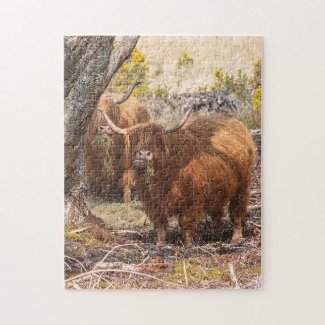 Puzzle Hermosas vacas de Highland (Vertical)