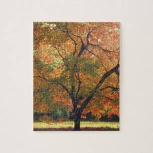 Puzzle Hermoso árbol de otoño Foto de la temporada de oto