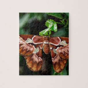 Puzzle Hermoso Atlas Moth