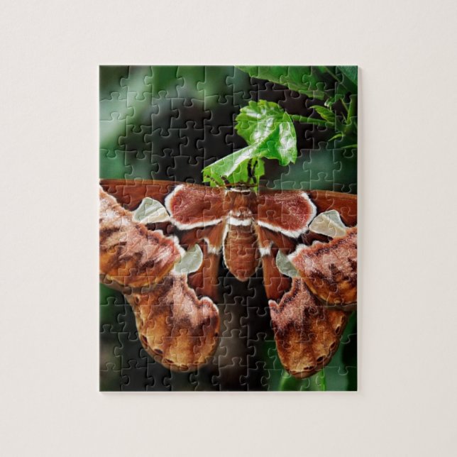 Puzzle Hermoso Atlas Moth (Vertical)