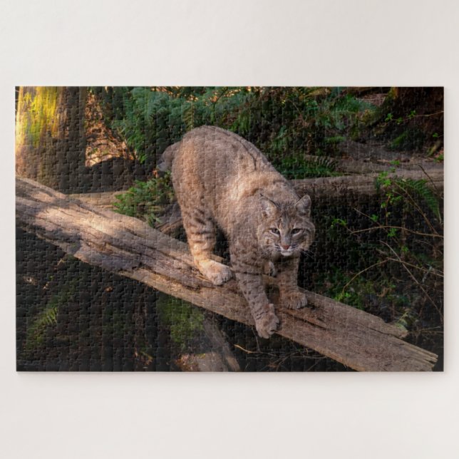 Puzzle Hermoso Bobcat Desafiando a los amantes de la vida (Horizontal)