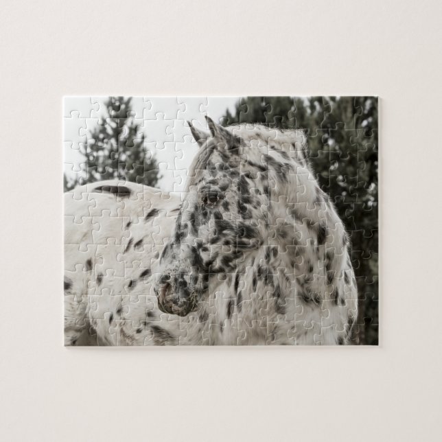 Puzzle Hermoso caballo Appaloosa blanco y negro (Horizontal)